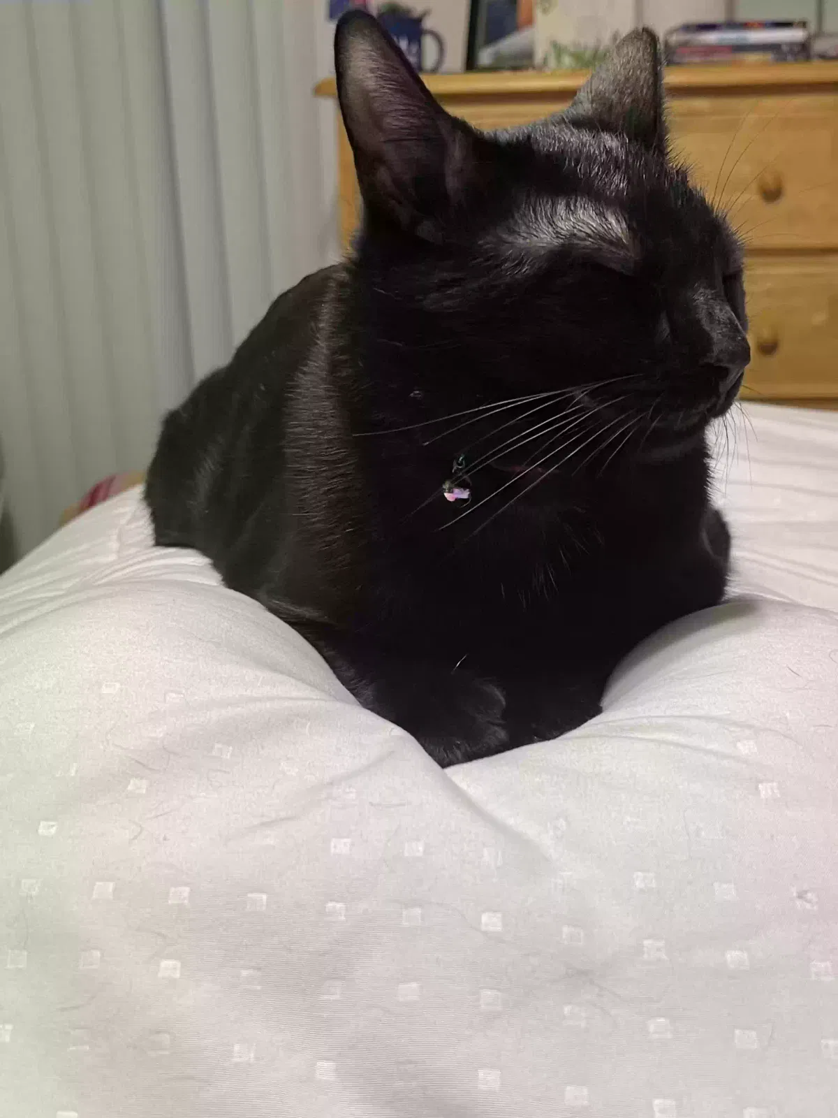 Lost cat in Dalton, GA, 30721