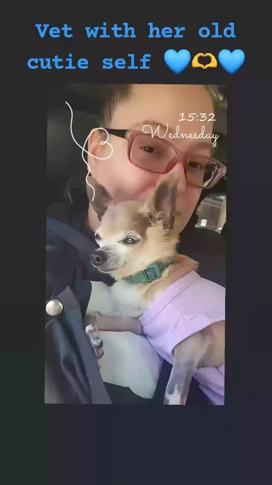 Lost dog in Saint Louis, MO, 63114