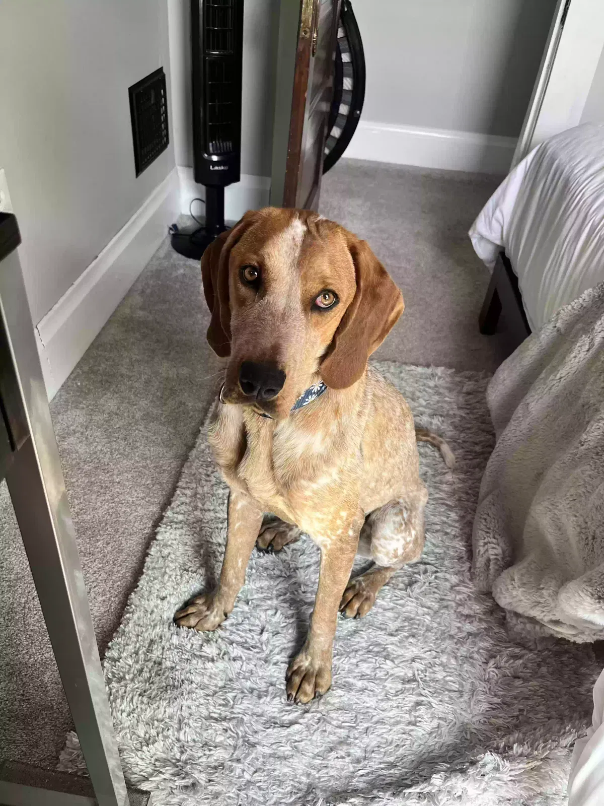 Lost dog in Columbus, OH, 43207