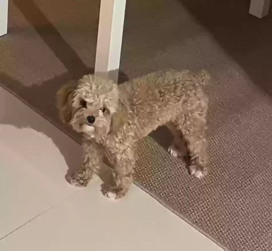 Lost dog in Miami, FL, 33145