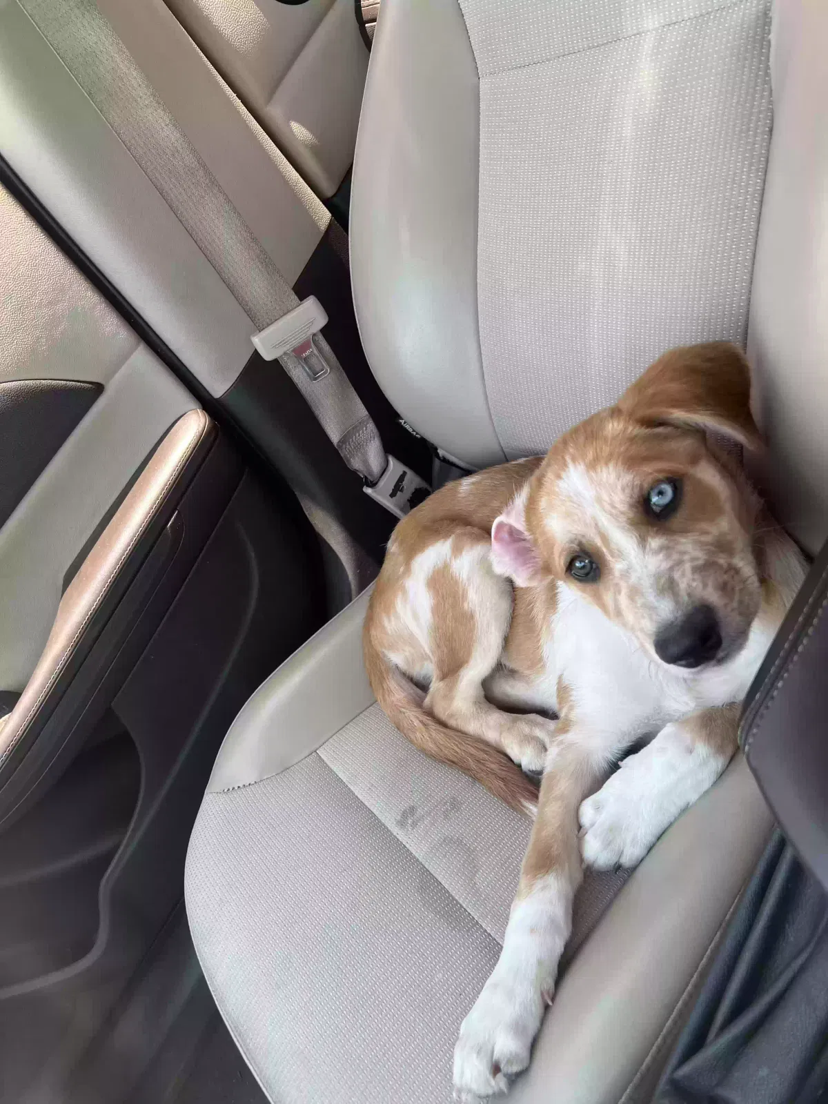 Lost dog in Austin, TX, 78758