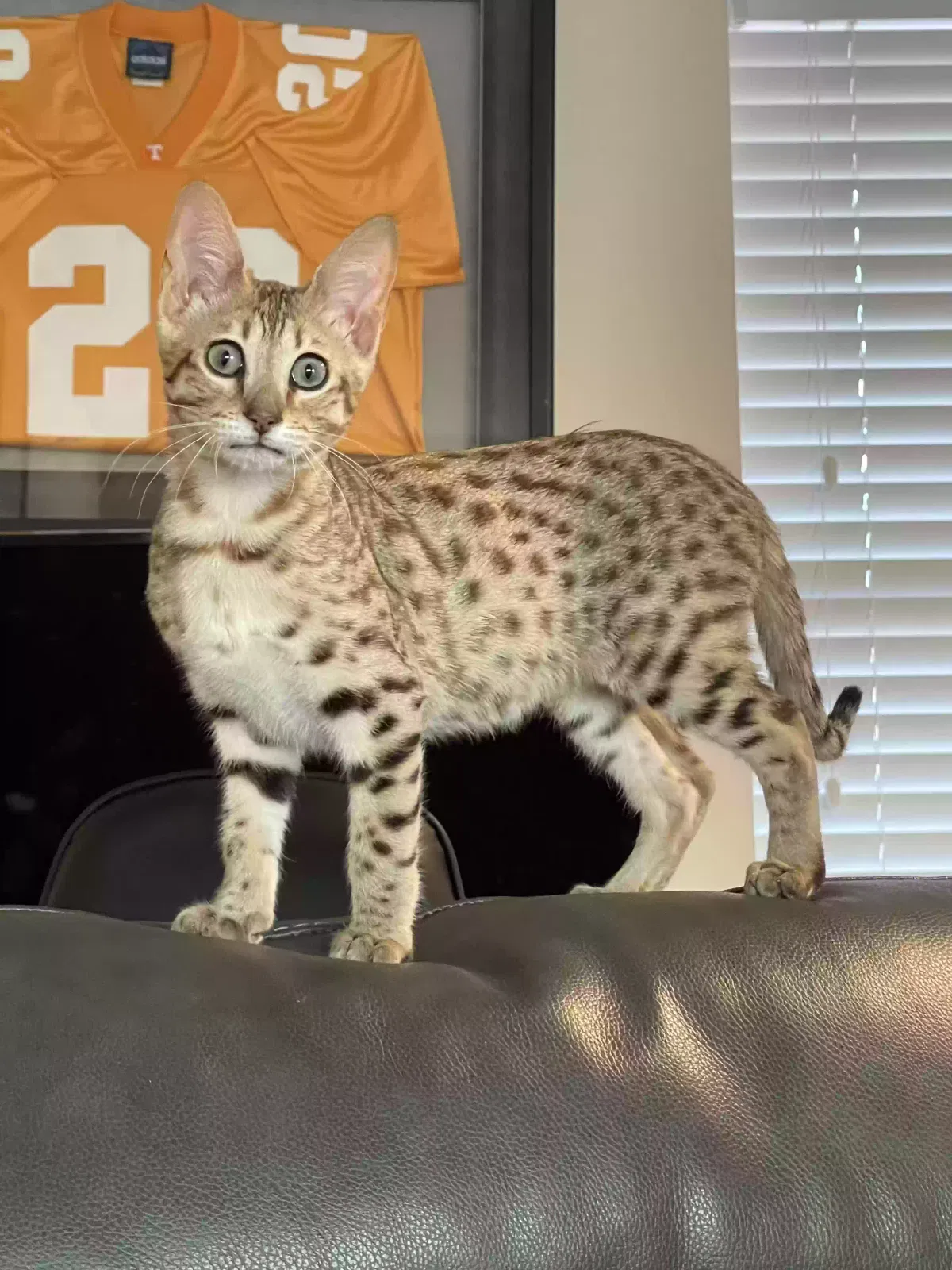 Lost cat in Chattanooga, TN, 37421
