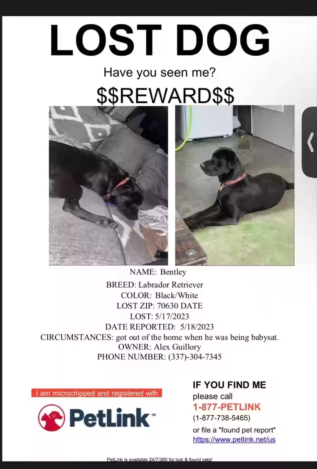 Lost dog in Bell City, LA, 70630