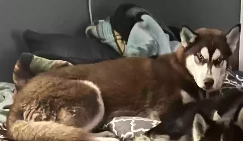 Lost dog in Pacoima, CA, 91331