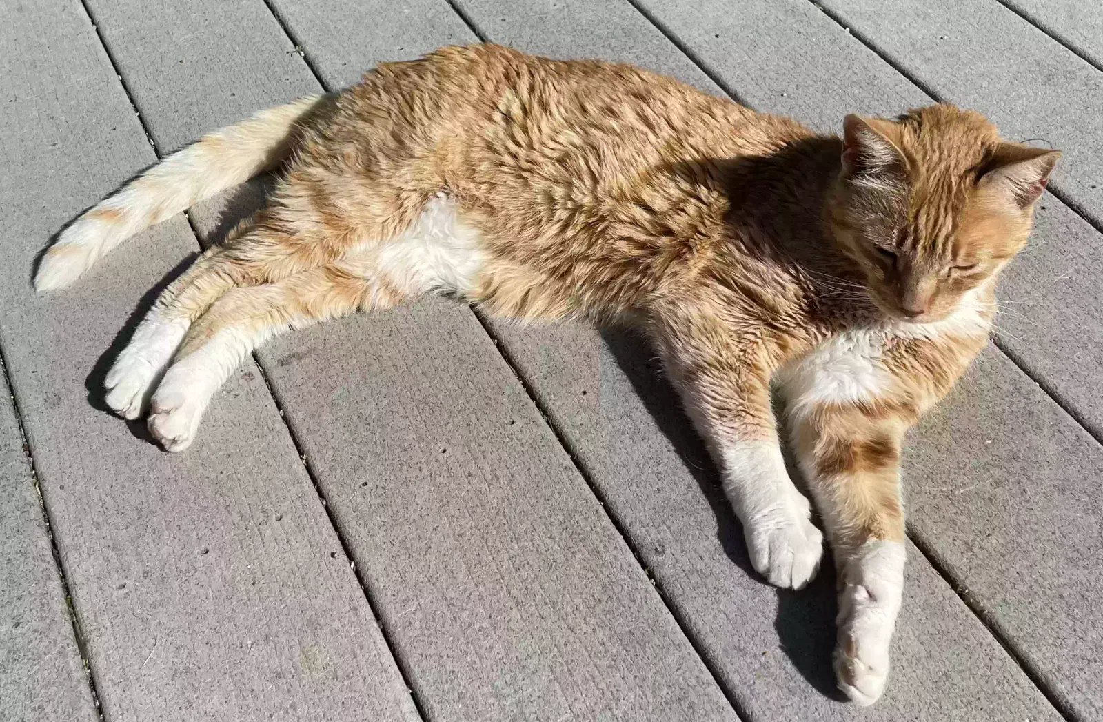 Lost cat in Rancho Cordova, CA, 95670
