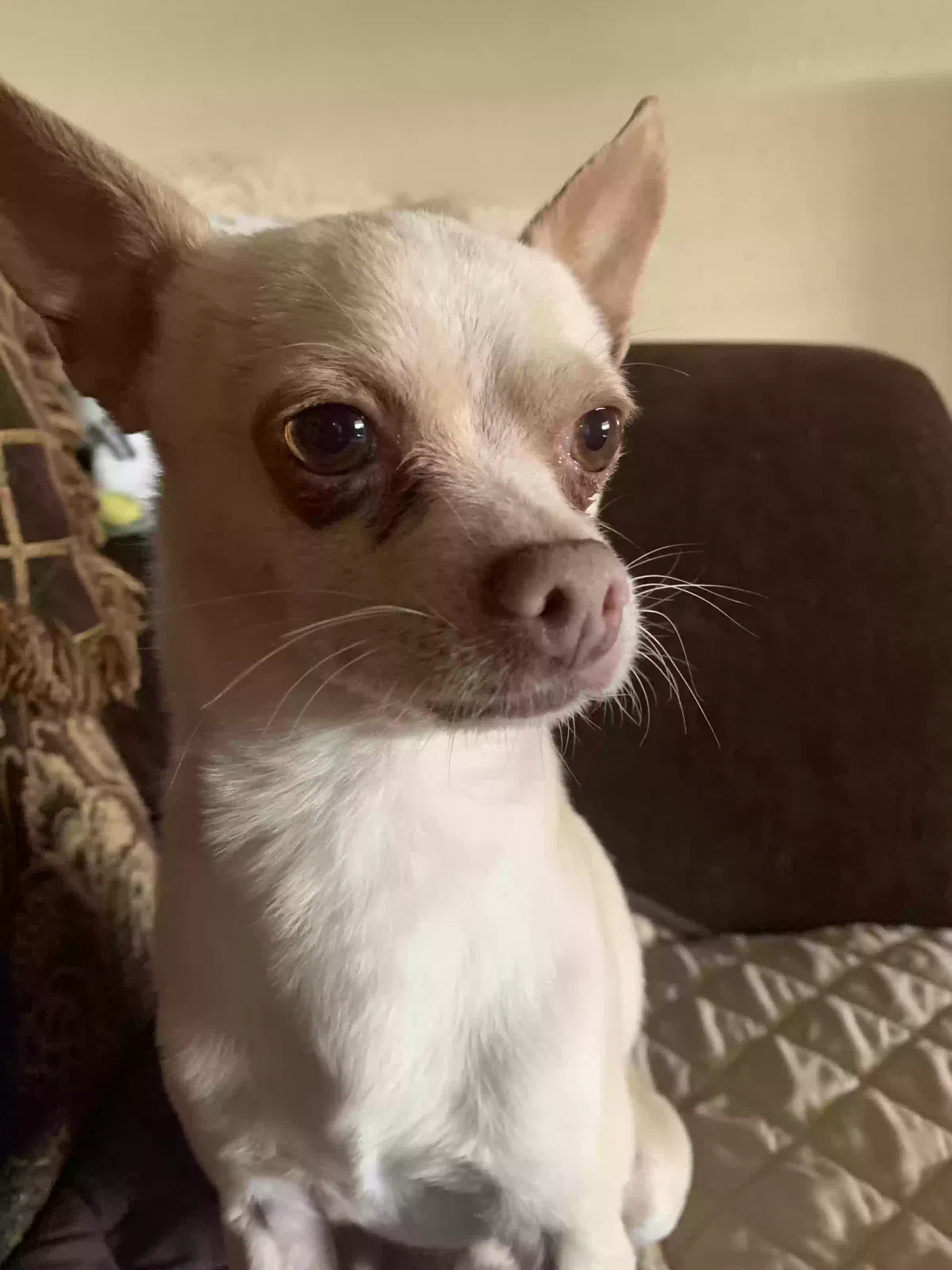 Lost dog in Phoenix, AZ, 85031