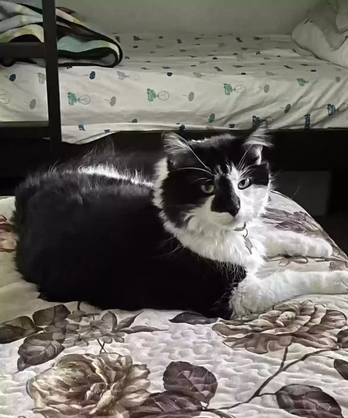 Lost cat in Irvine, CA, 92604