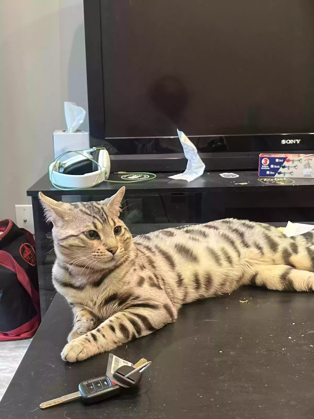 Lost cat in Carmichael, CA, 95608