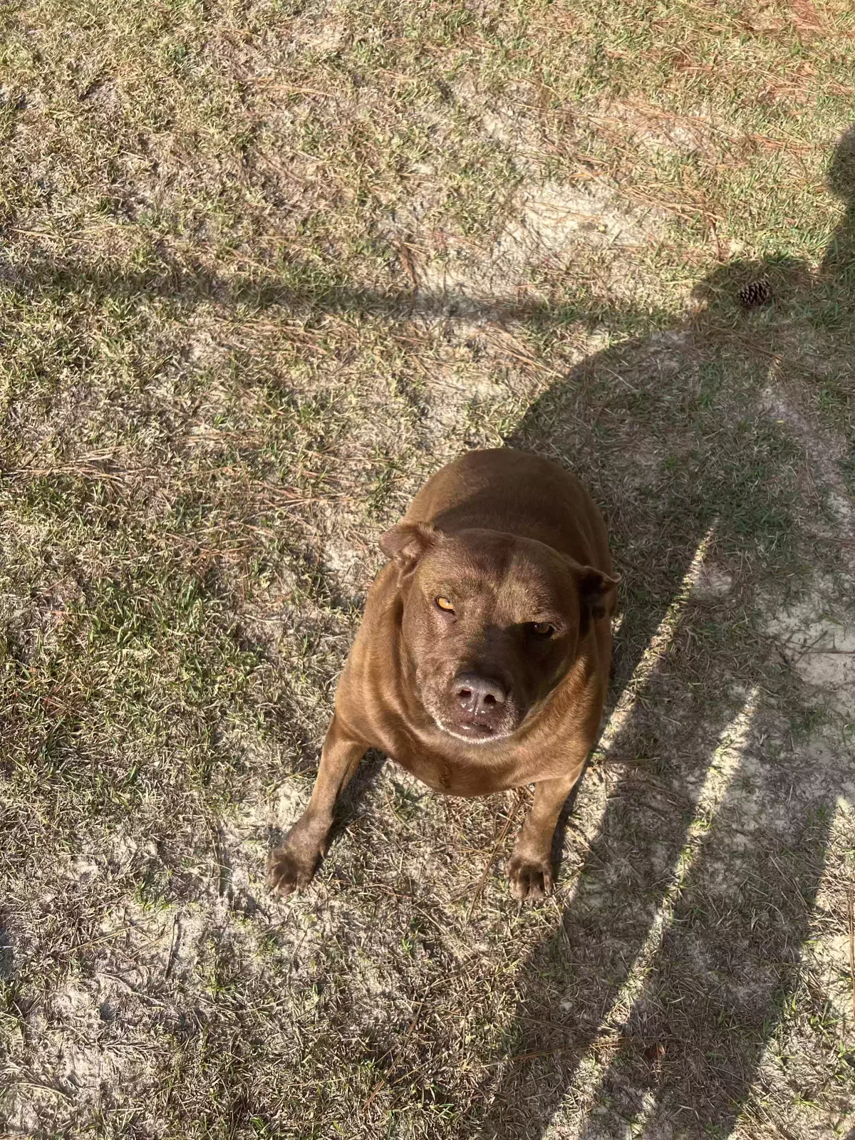 Lost dog in Lugoff, SC, 29078