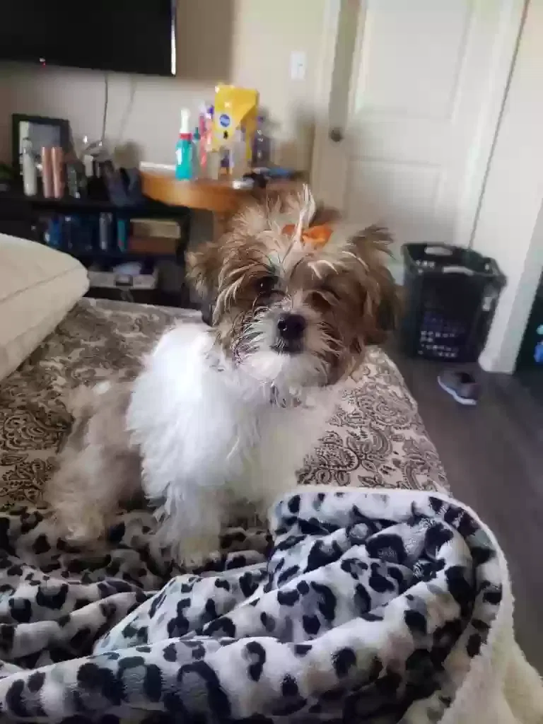 Lost dog in Albuquerque, NM, 87121