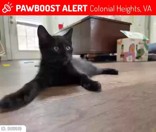 Lost cat in Colonial Heights, VA, 23834