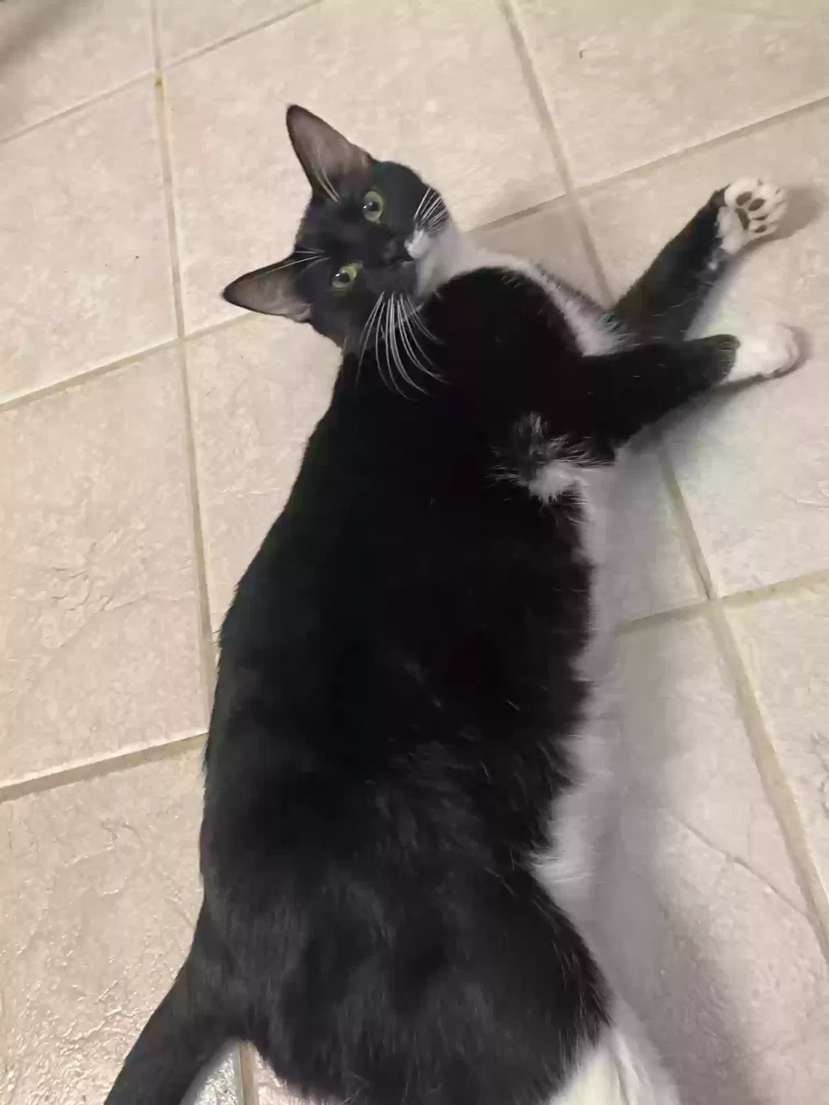 Lost cat in Tampa, FL, 33637