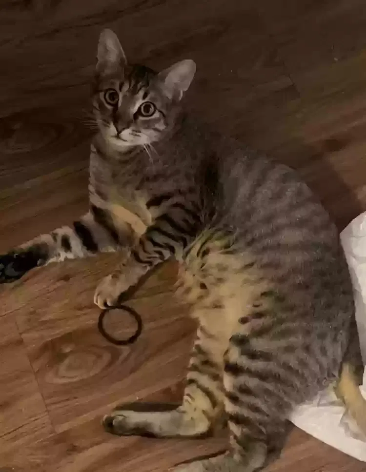 Lost cat in Killeen, TX, 76541