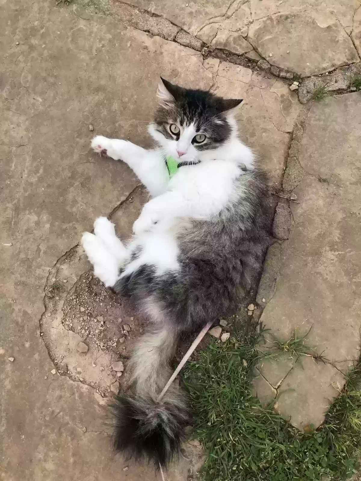 Lost cat in Fair Oaks, CA, 95628