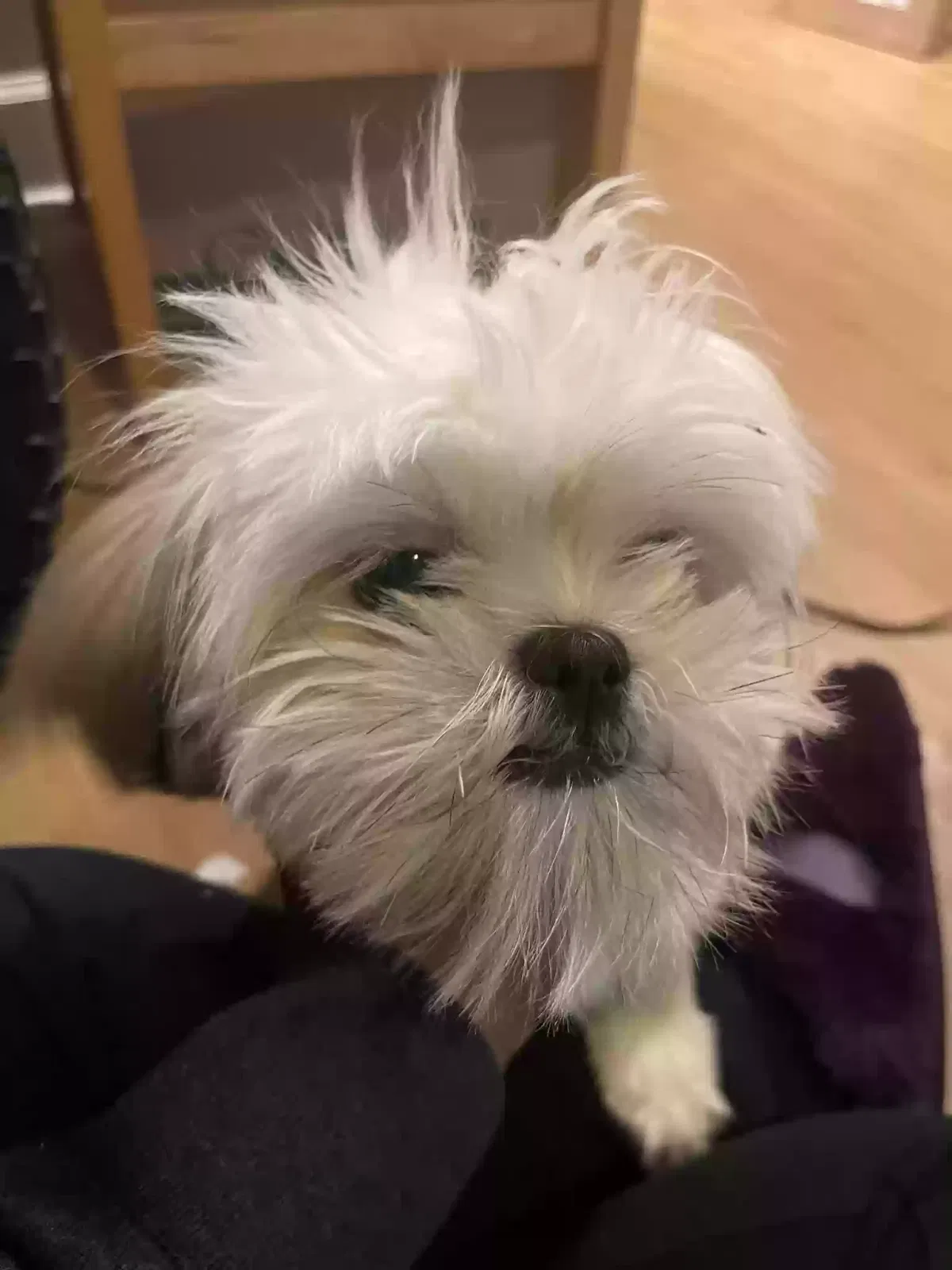Lost dog in Houston, TX, 77073
