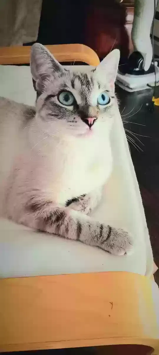 Lost cat in Medina, WA, 98039