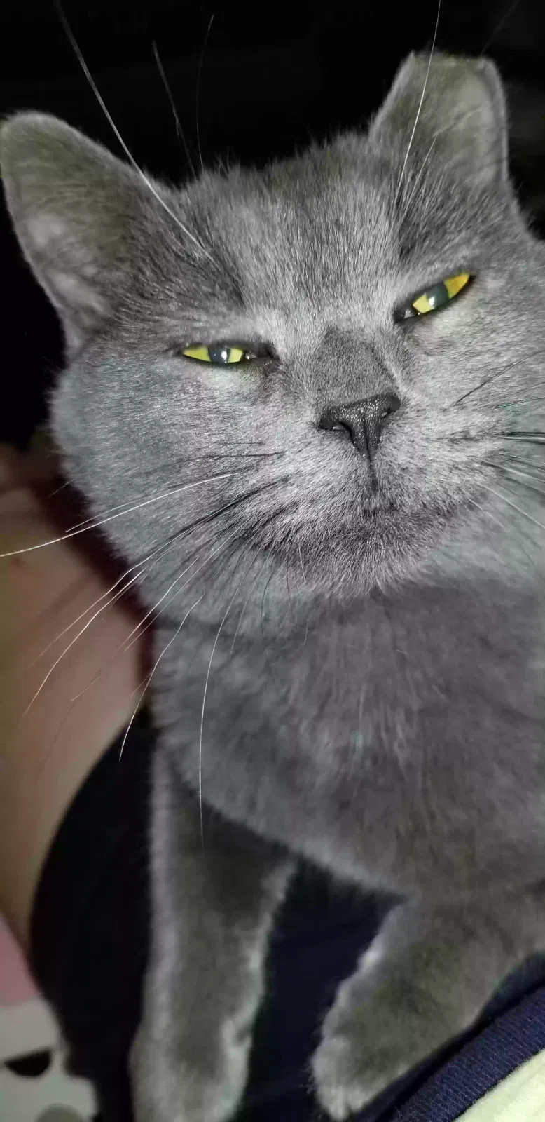Lost cat in Chesapeake, VA, 23322