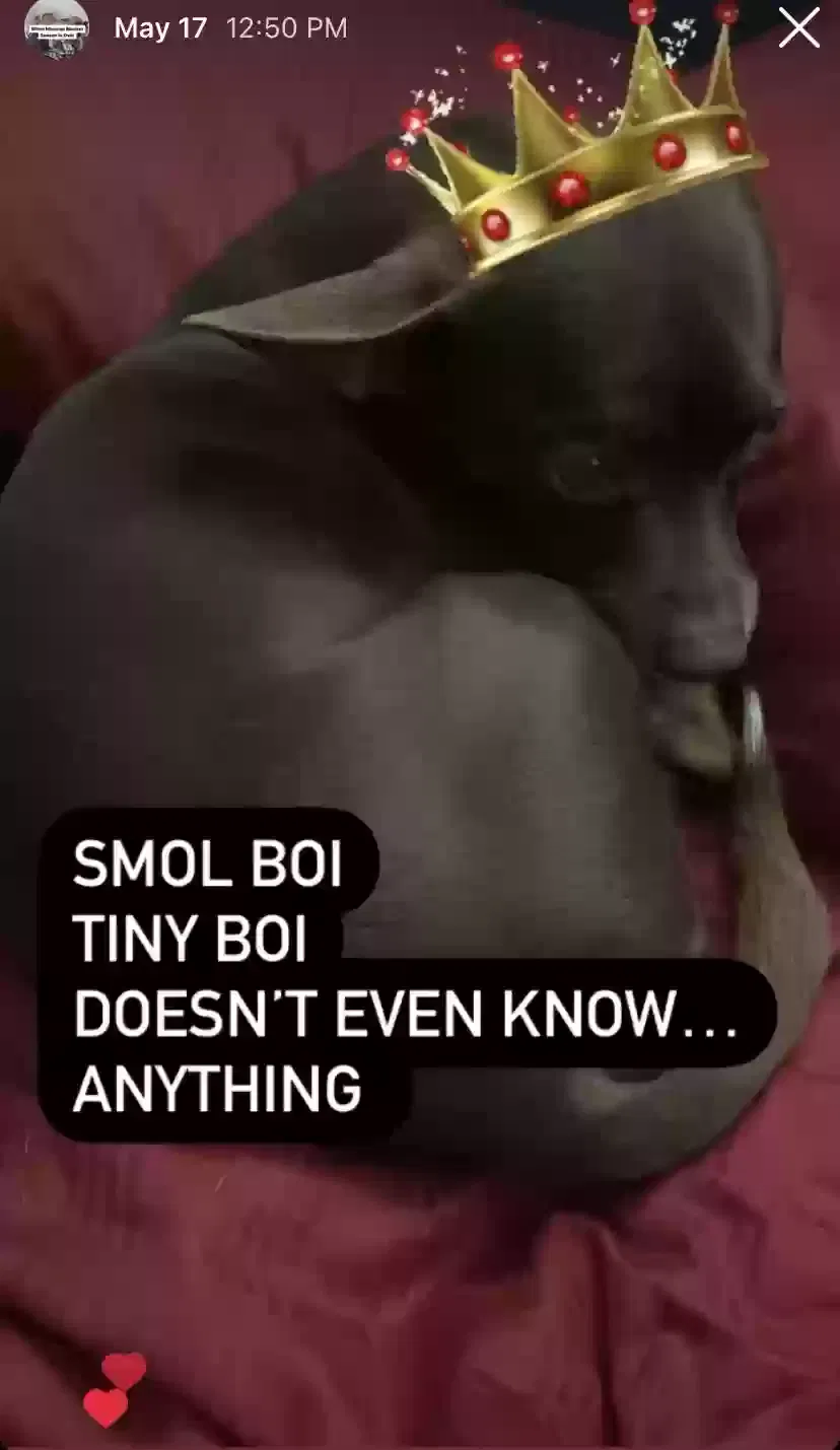 Lost dog in Albuquerque, NM, 87121