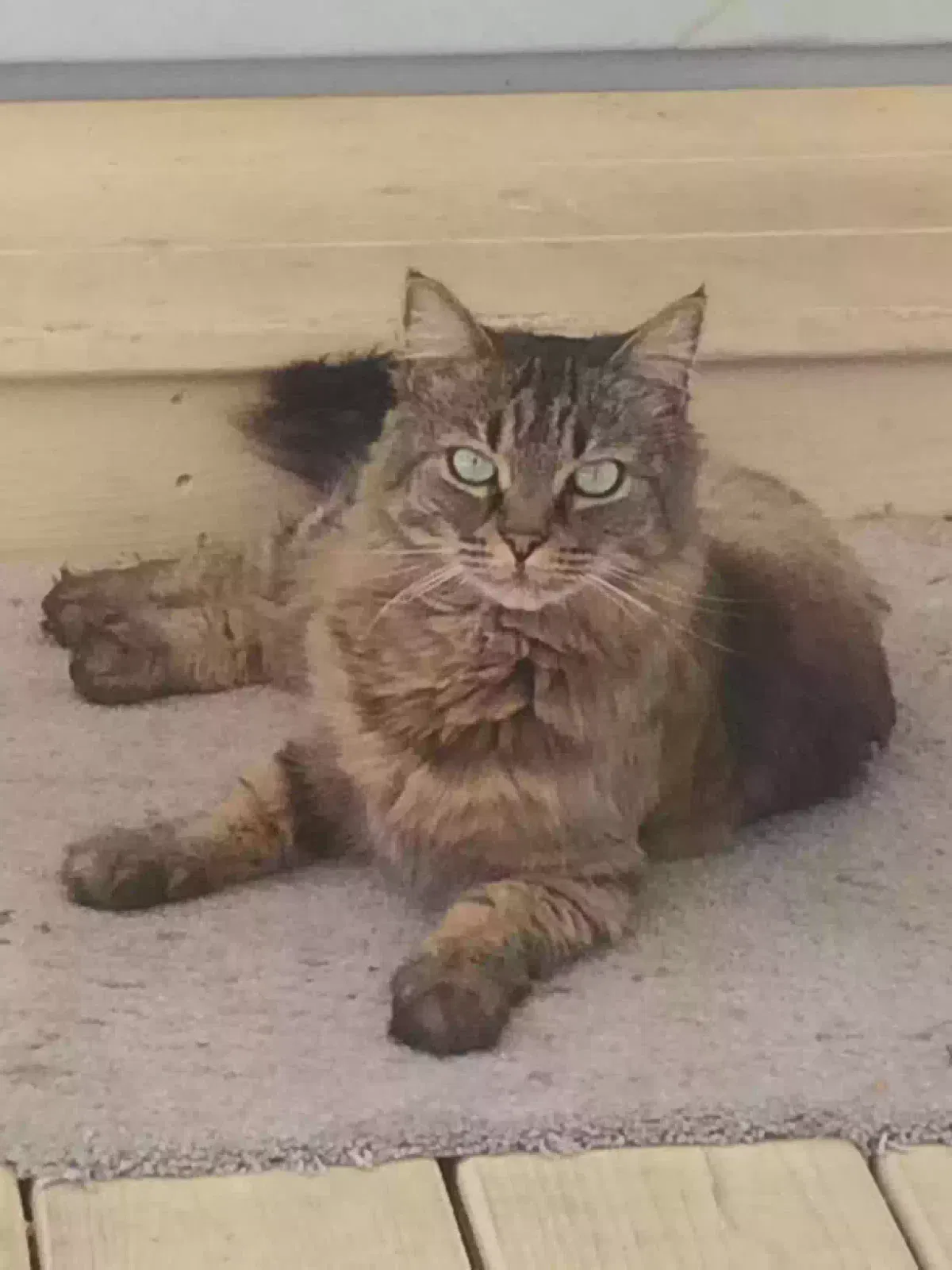 Lost cat in Murfreesboro, TN, 37128