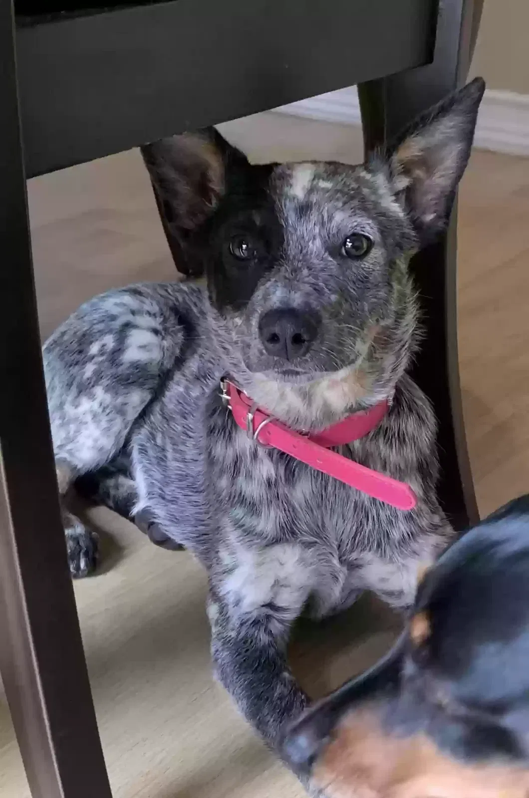 Found dog in Sylmar, CA, 91342
