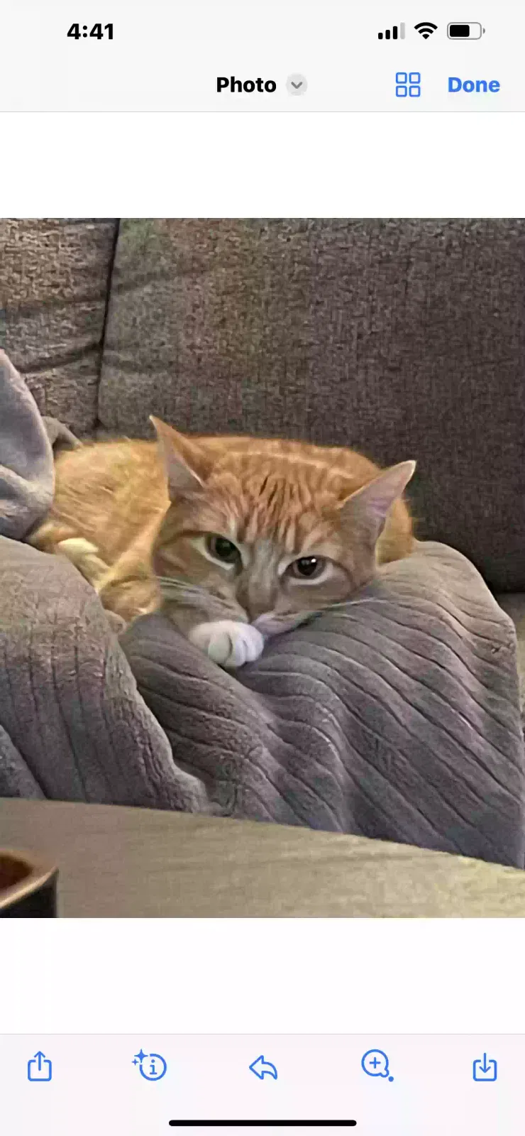 Lost cat in Los Angeles, CA, 90049