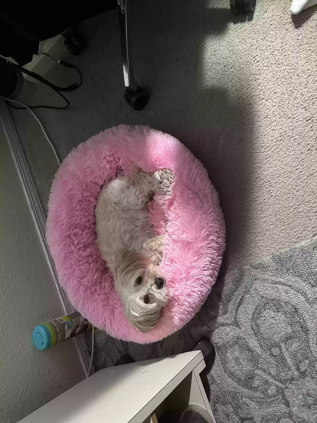 Lost dog in Meridian, ID, 83646