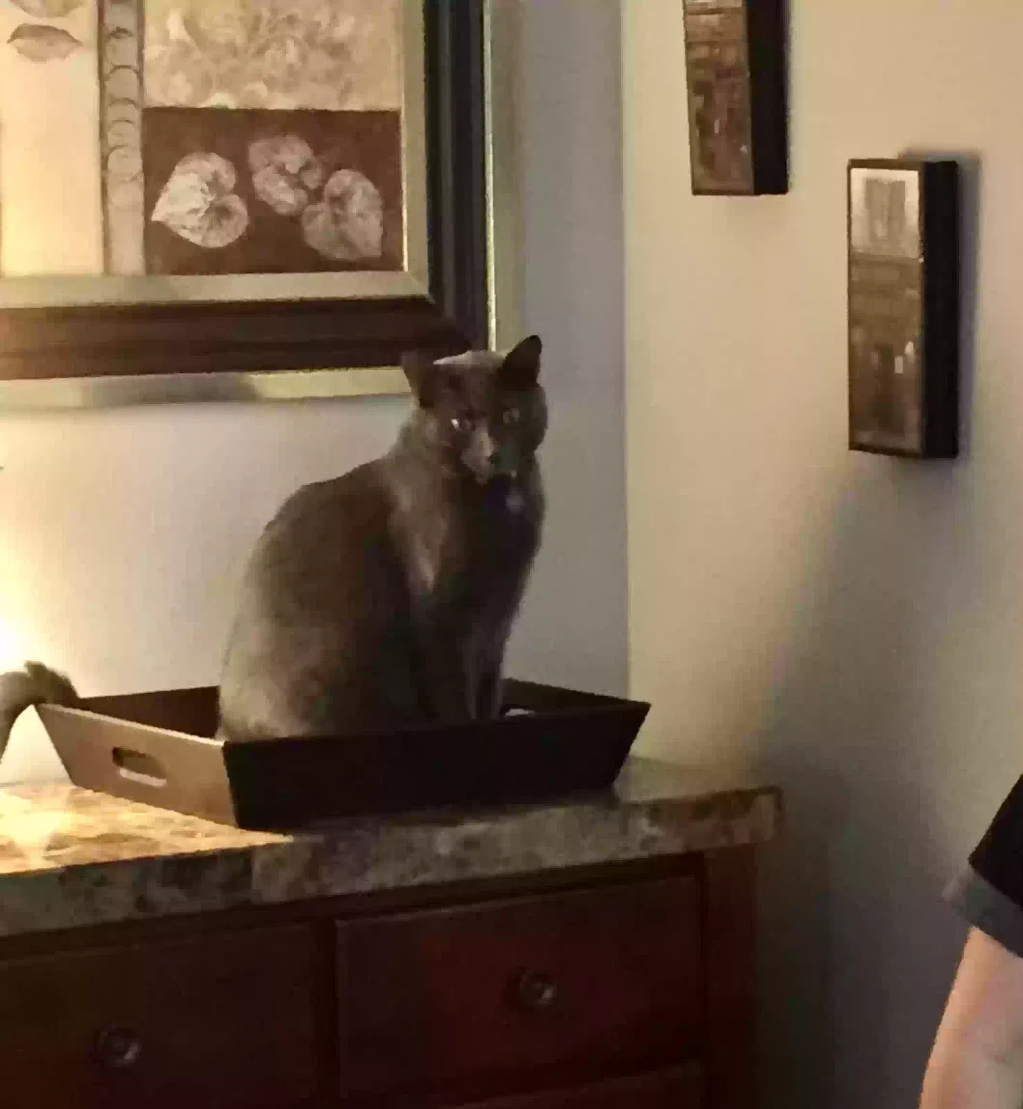 Lost cat in Rockwall, TX, 75087