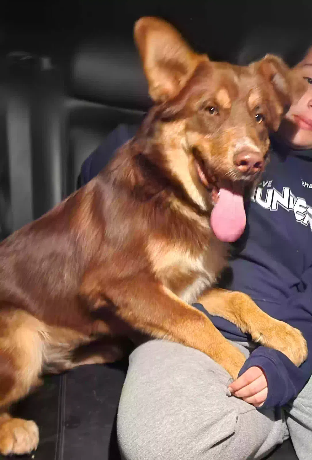 Found dog in Lockeford, CA, 95237
