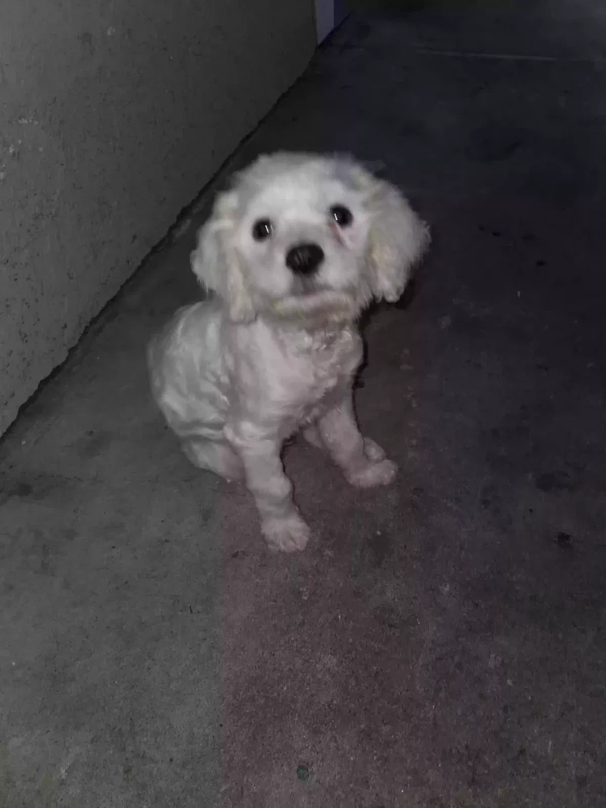 Lost dog in Torrance, CA, 90503
