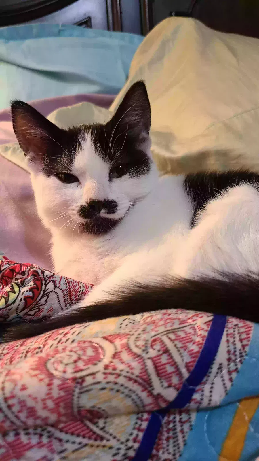 Lost cat in Hattiesburg, MS, 39402