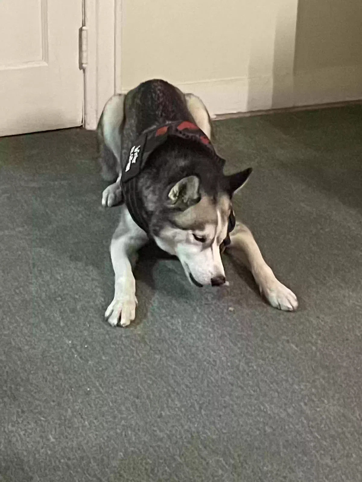 Found dog in Jamaica, NY, 11433