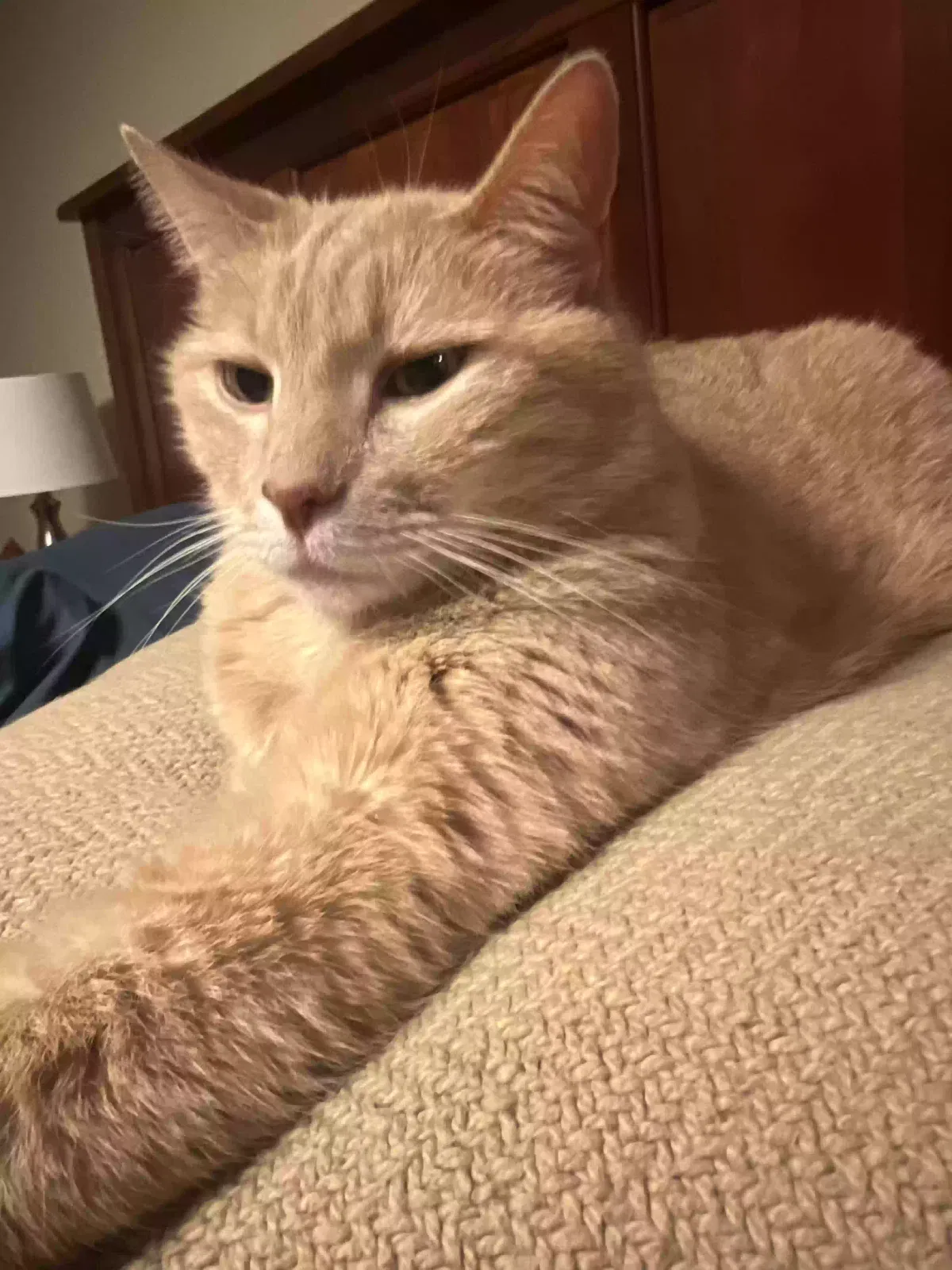 Lost cat in Pfafftown, NC, 27040