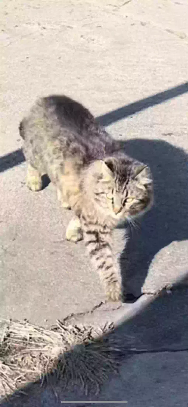 Lost cat in Saint Joseph, MO, 64504