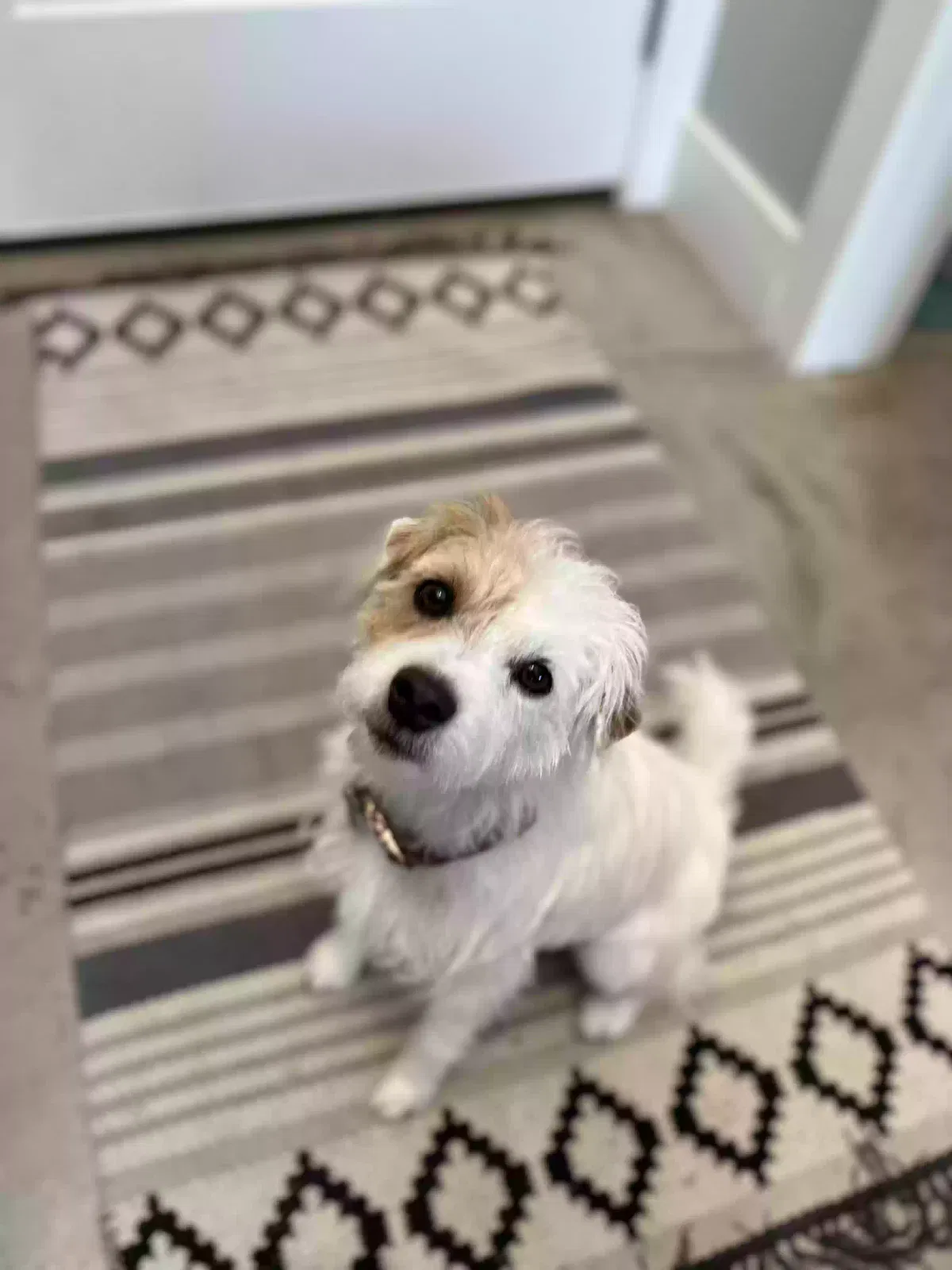 Lost dog in Dripping Springs, TX, 78620