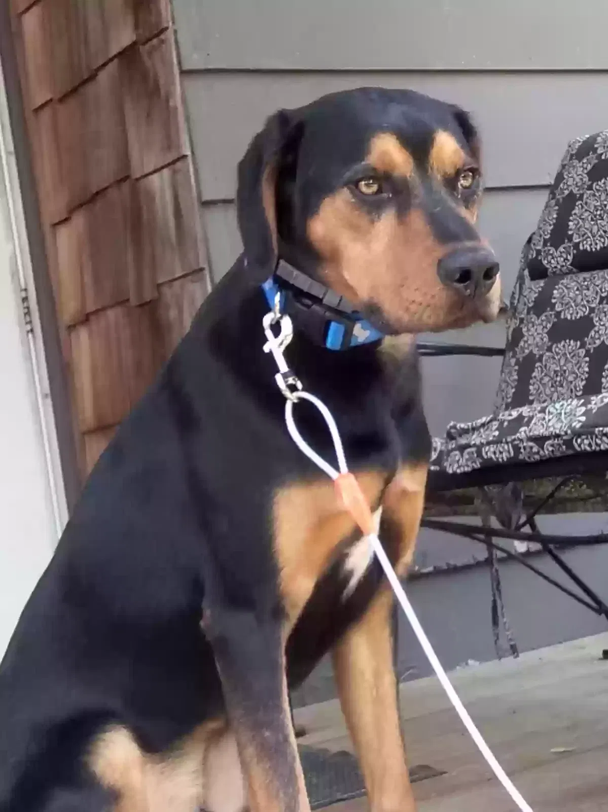 Lost dog in Big Lake, MN, 55309