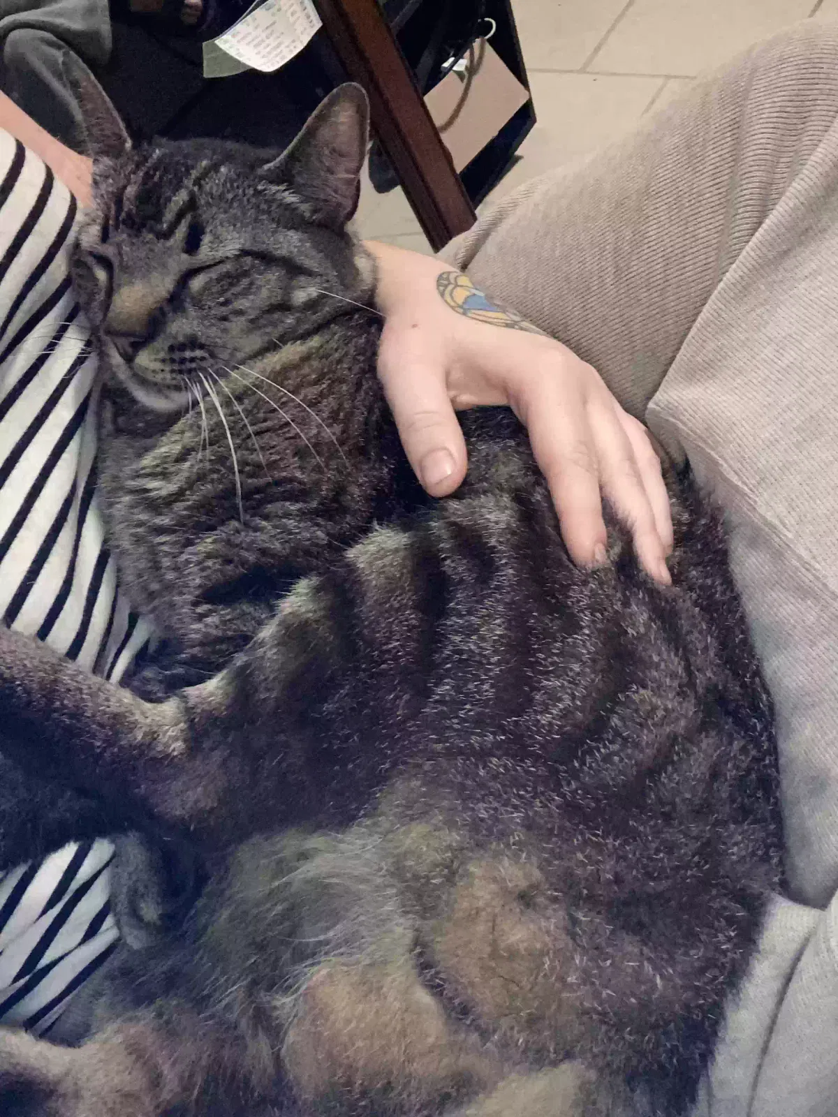 Lost cat in Pensacola, FL, 32501
