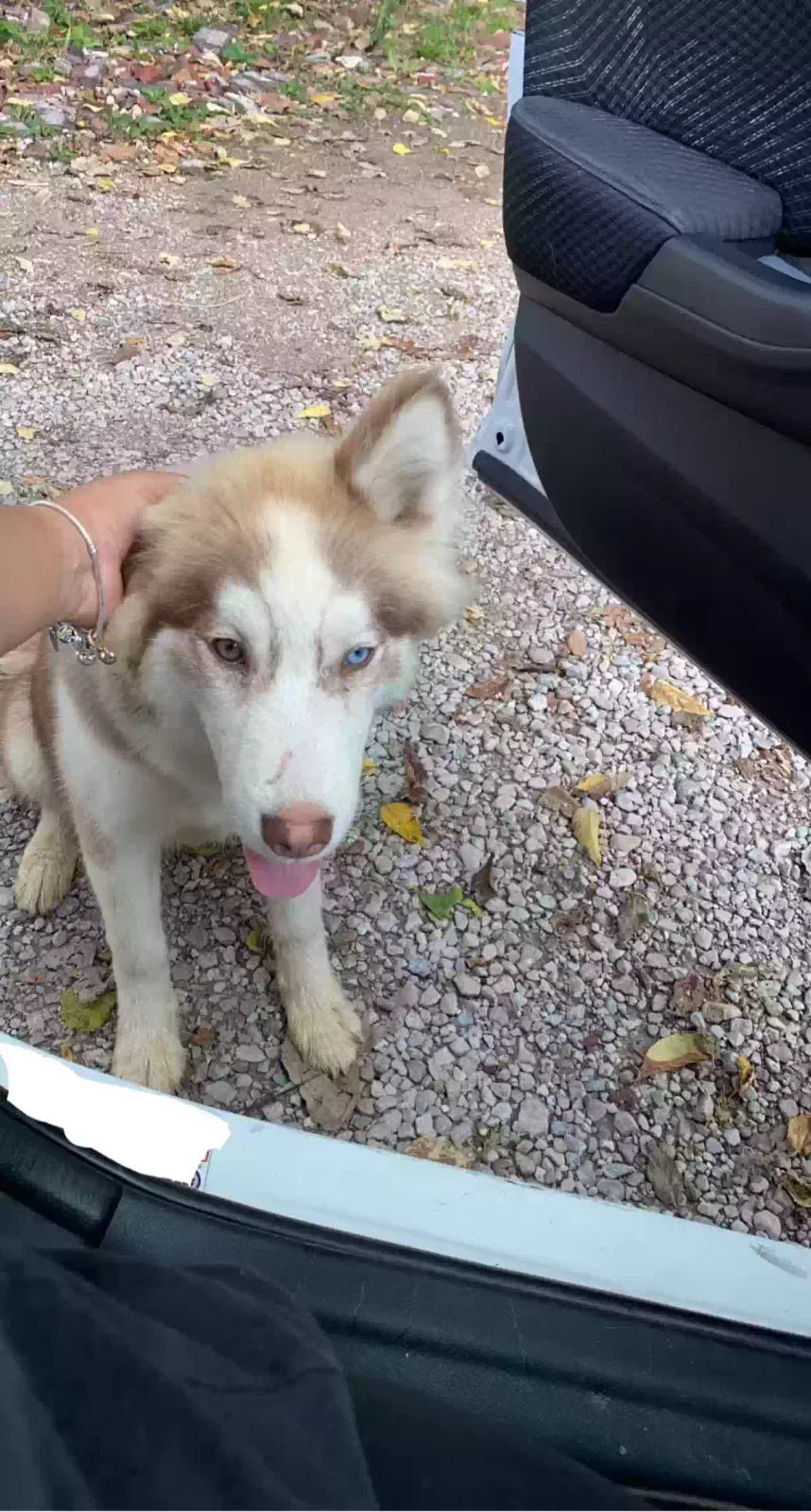 Lost dog in Indianapolis, IN, 46222