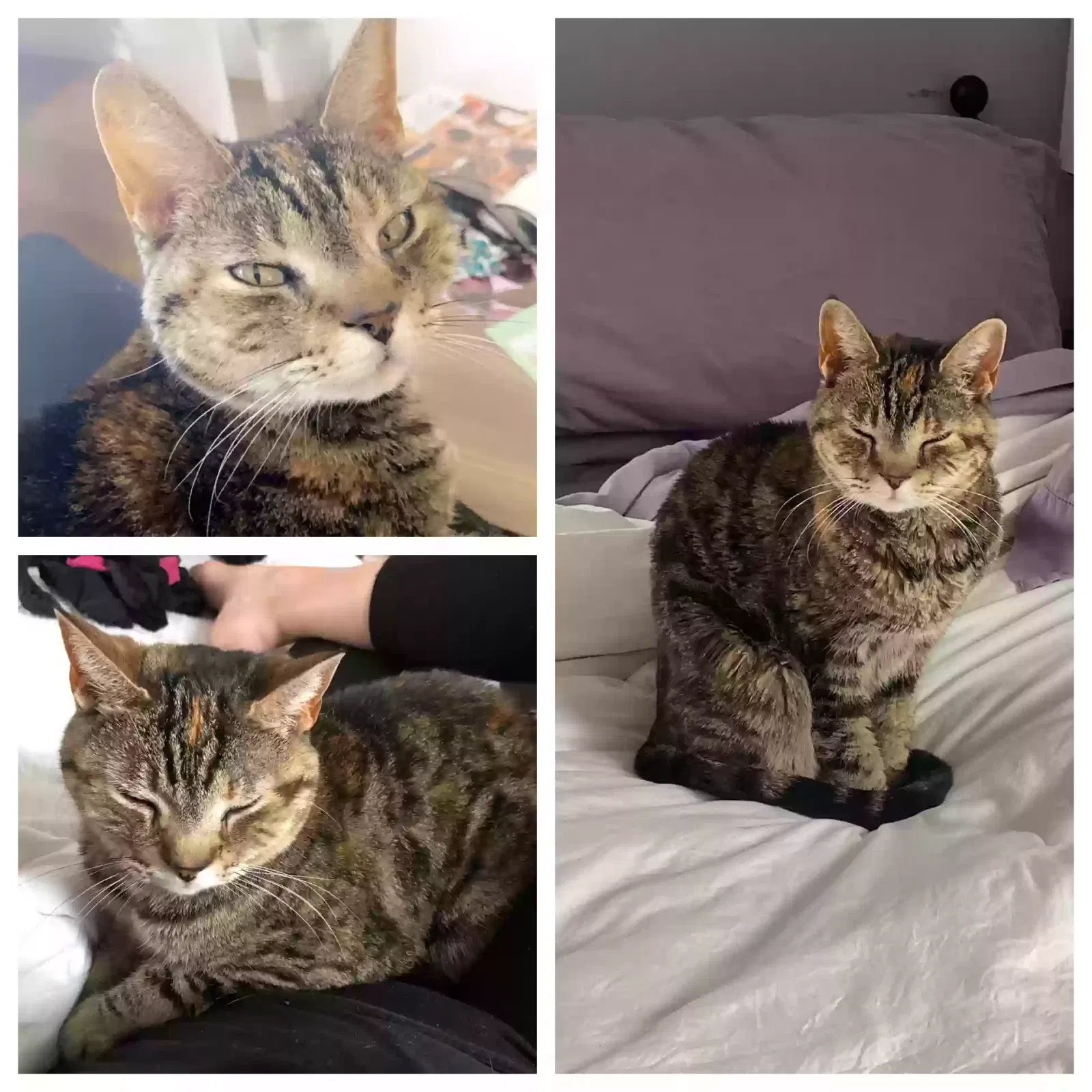 Lost cat in Salt Lake City, UT, 84106