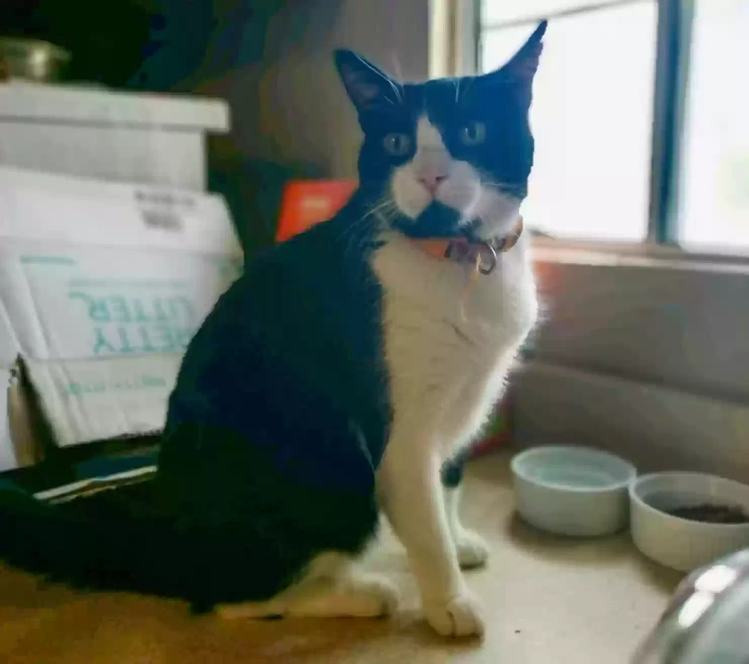 Lost cat in San Dimas, CA, 91773