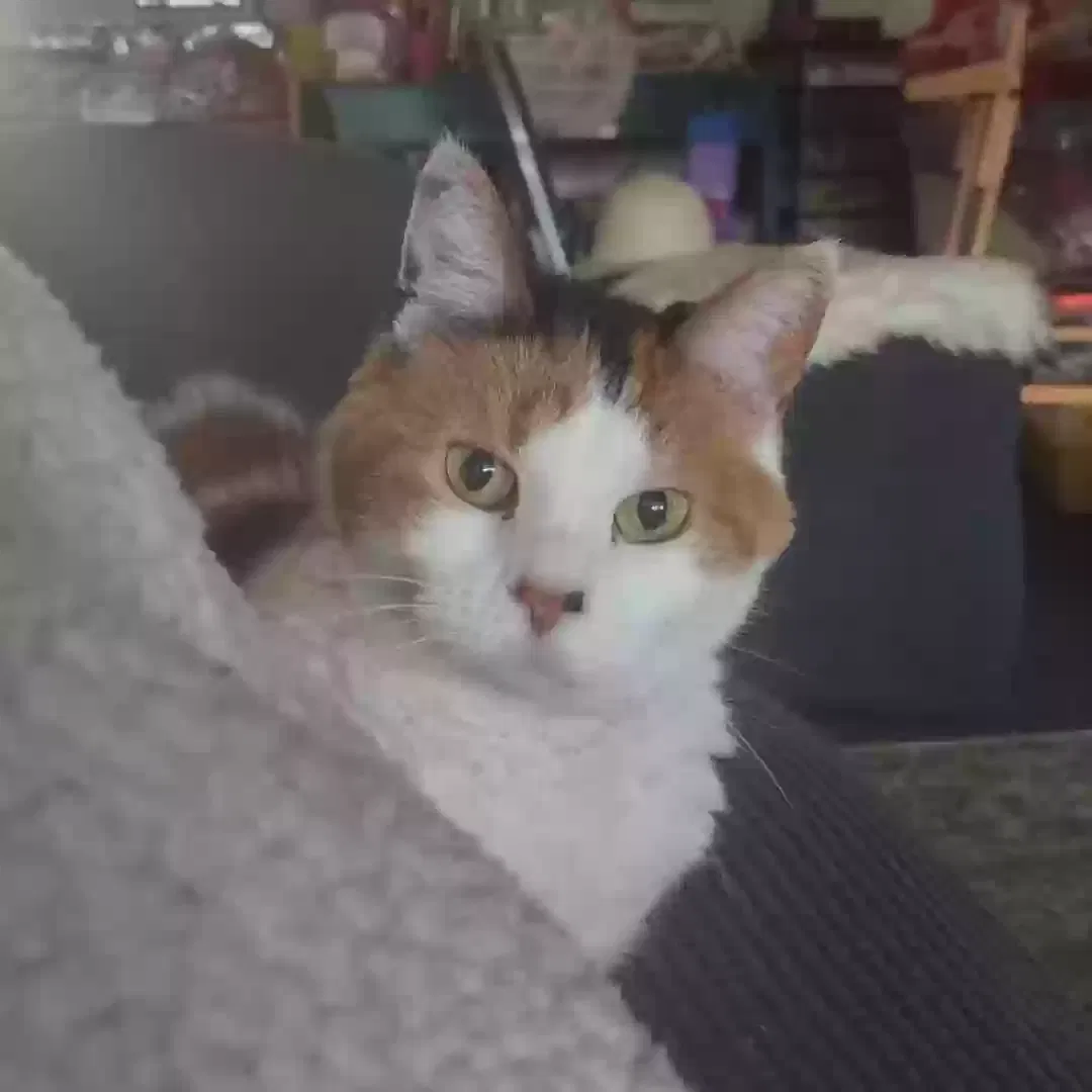 Lost cat in Chicago, IL, 60632
