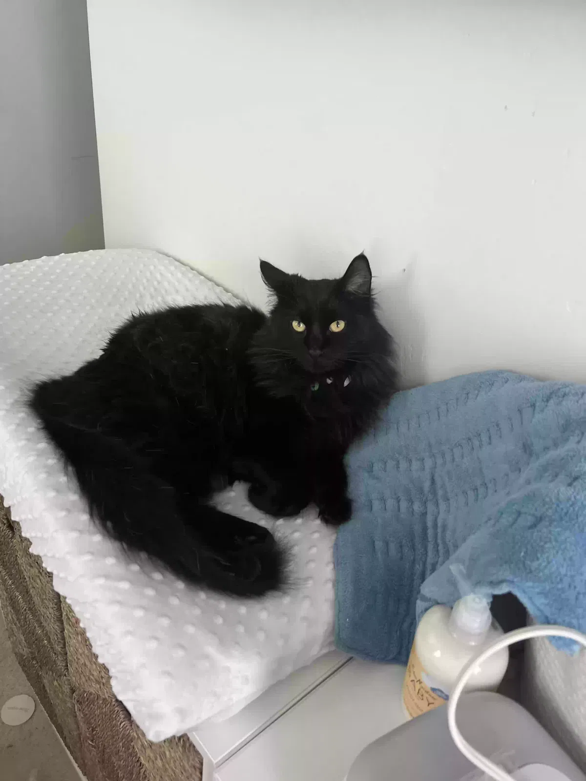 Lost cat in Capistrano Beach, CA, 92624