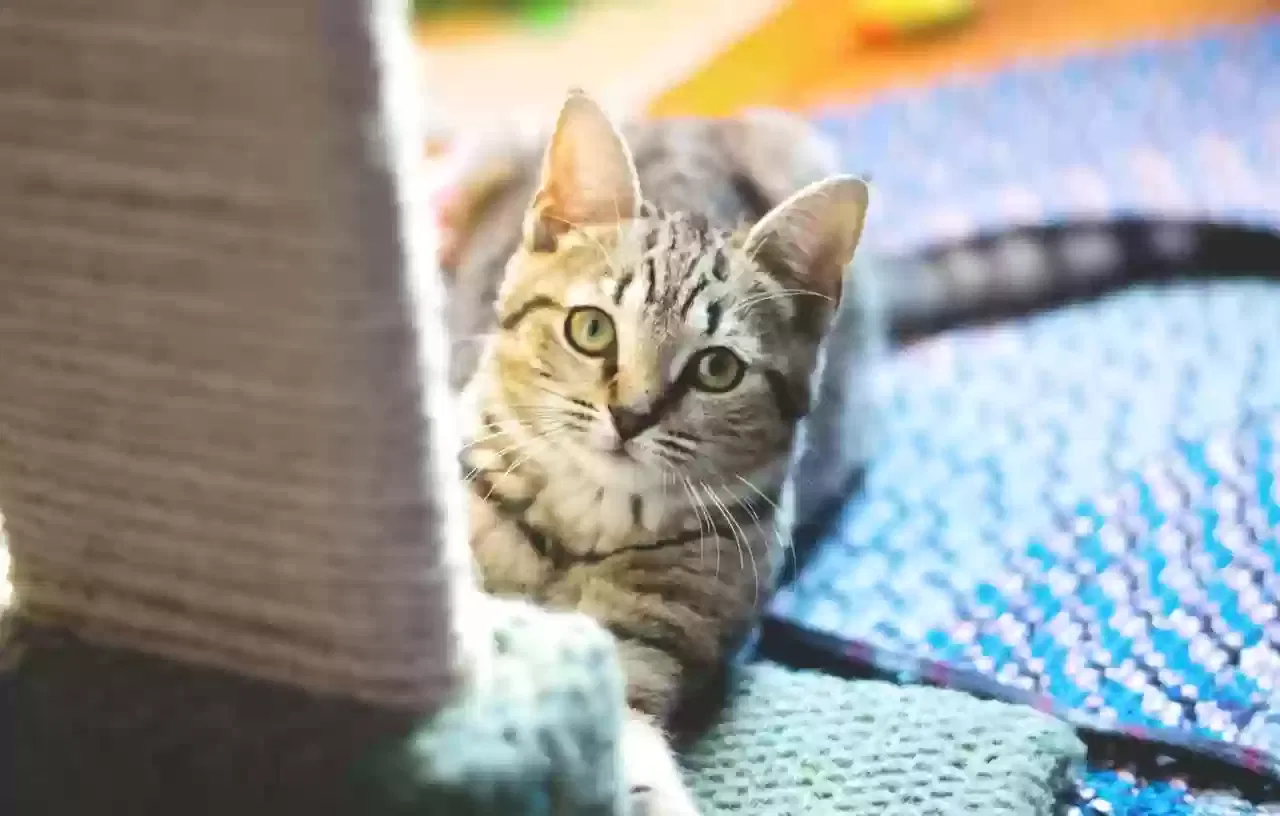 Lost cat in Pawtucket, RI, 2861