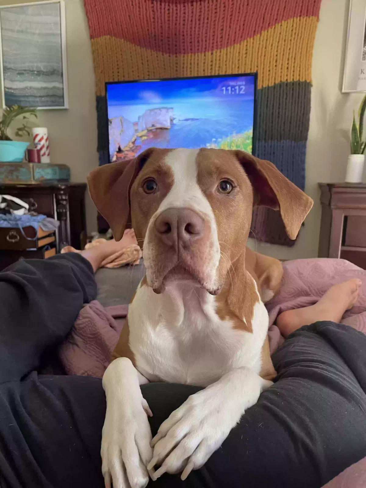 Lost dog in Brownsville, TX, 78526