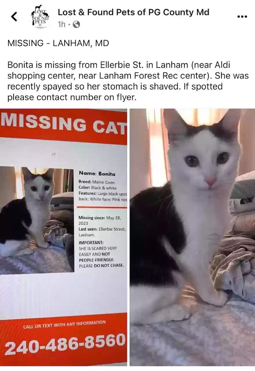 Lost cat in Lanham, MD, 20706