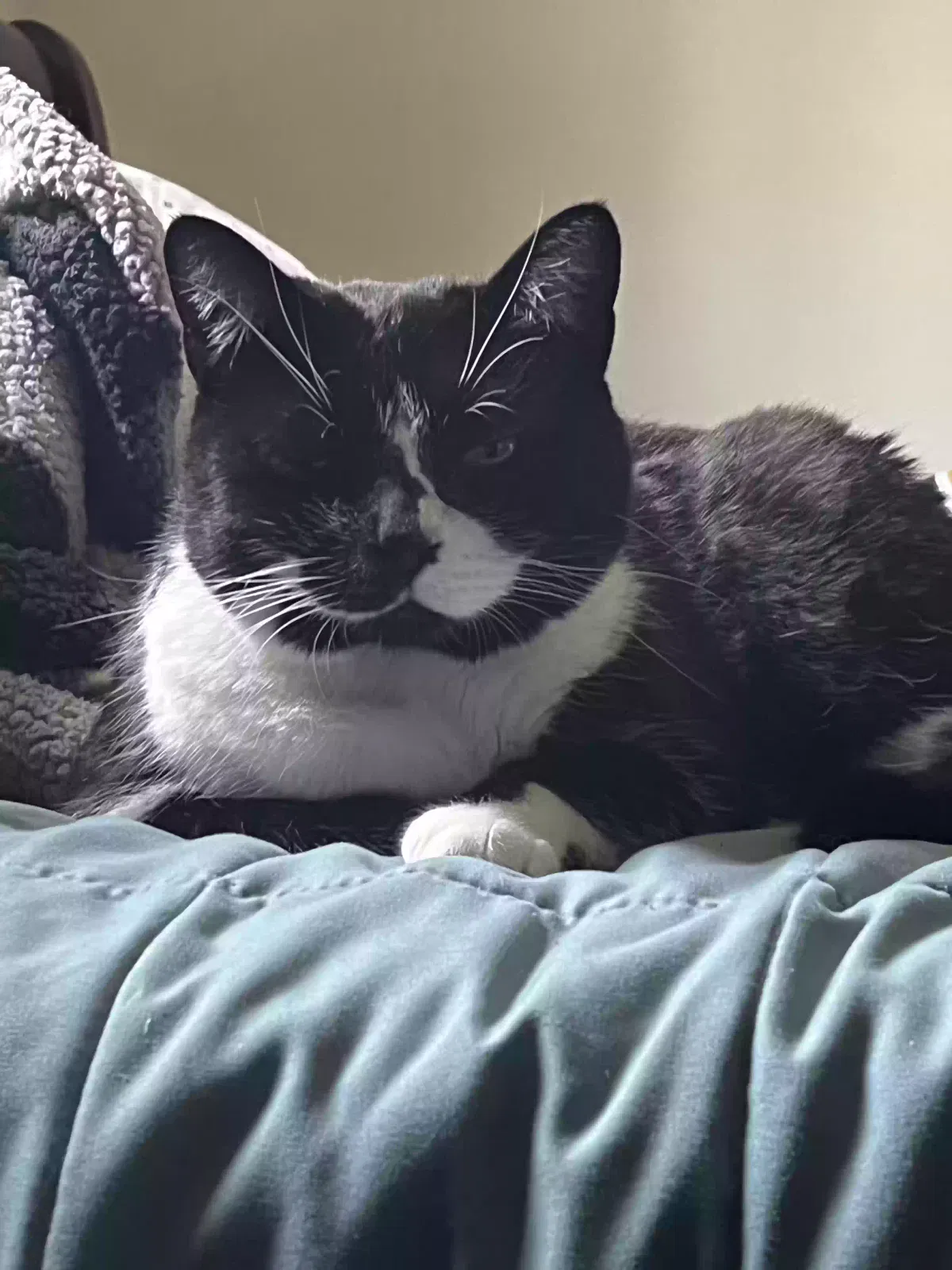 Lost cat in Northridge, CA, 91324