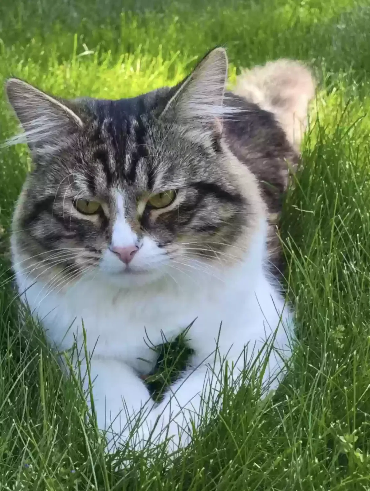 Lost cat in Redmond, WA, 98052