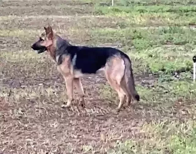 Found dog in Stockton, CA, 95215