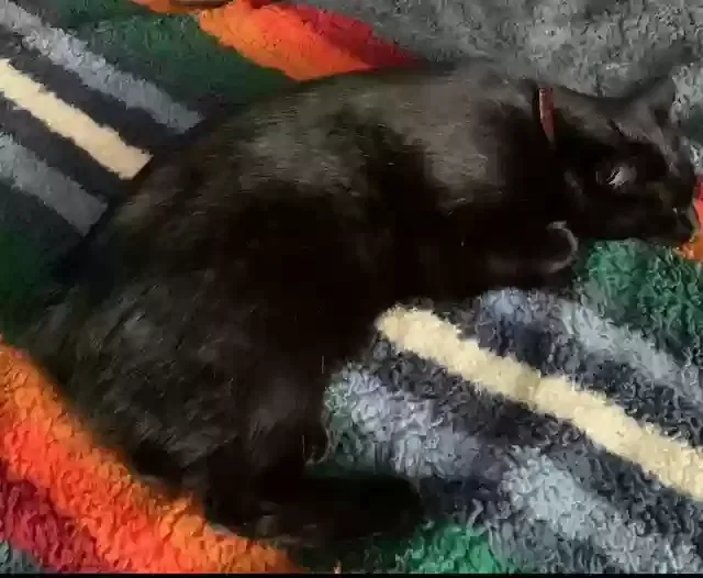 Lost cat in Milford, OH, 45150