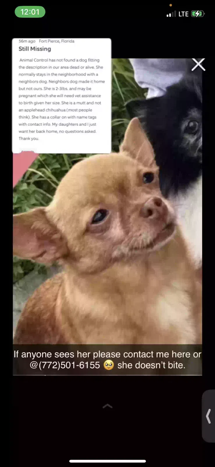 Lost dog in Fort Pierce, FL, 34946