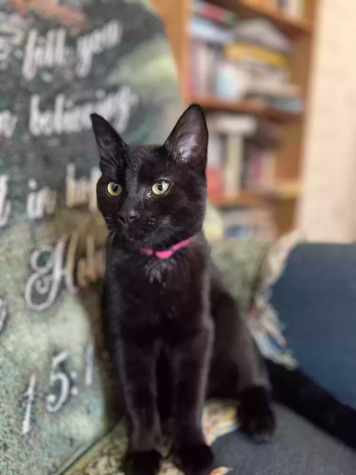 Lost cat in Salisbury, NC, 28147